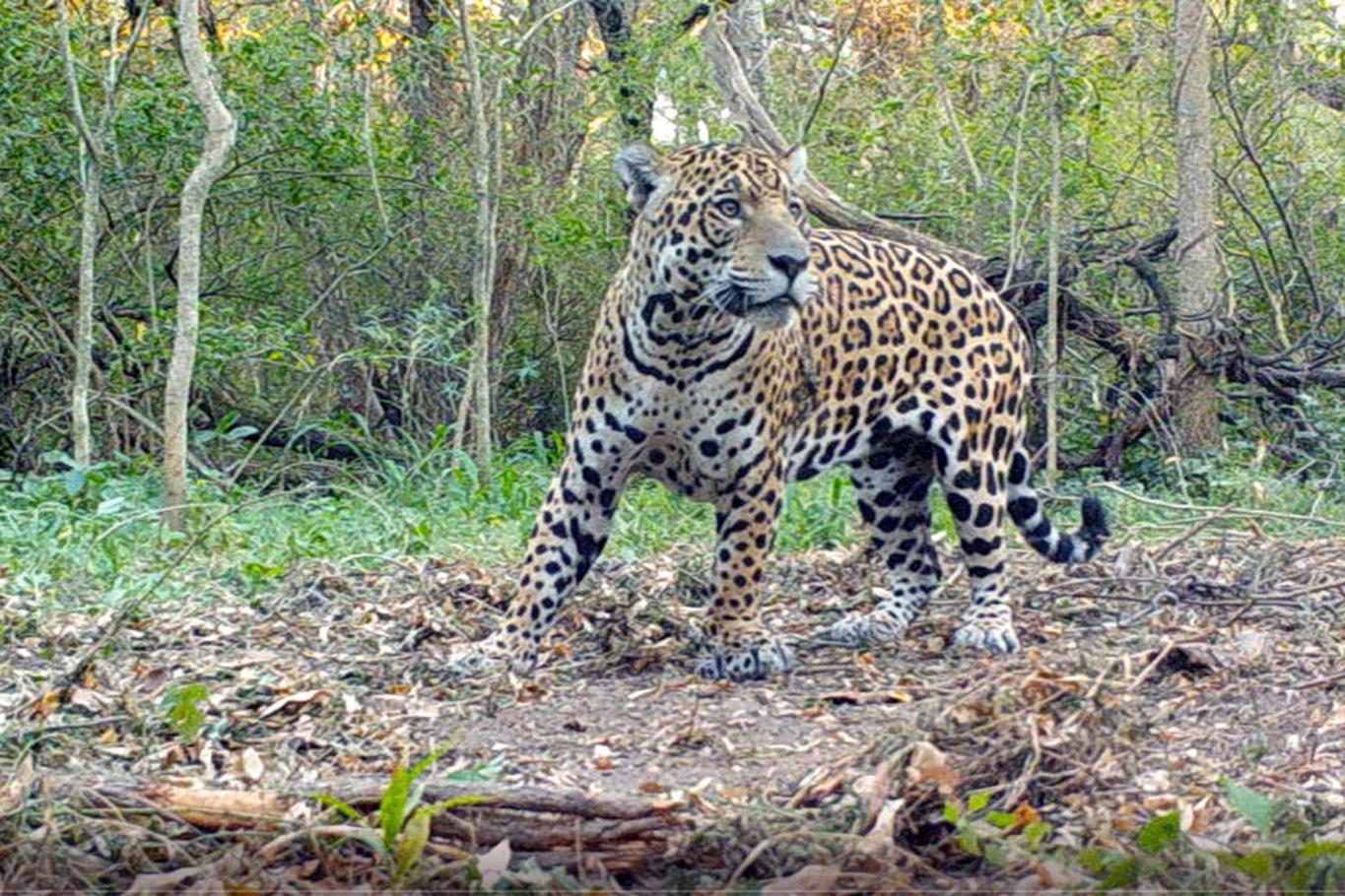 209238-209238-LA ULTIMA