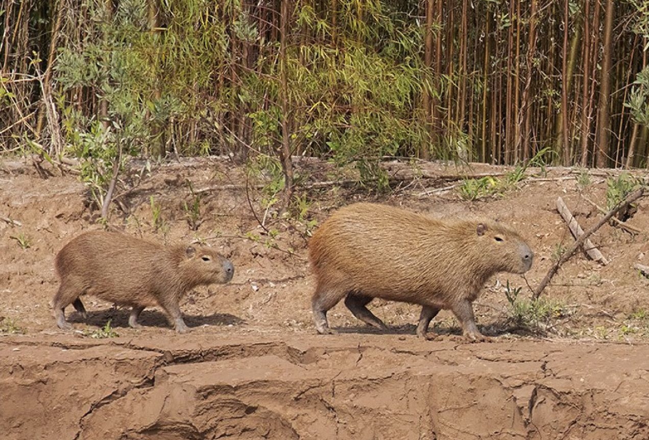 174412409_3981919531889070_4319402682697935747_n