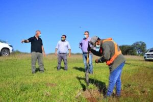 plantacion de arboles