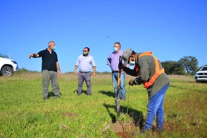 plantacion de arboles