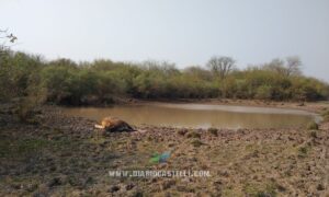 PRODUCTORES GANADEROS (1)