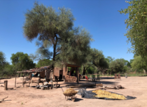 impenetrable-.-Cosecha-chaucha-algarroba