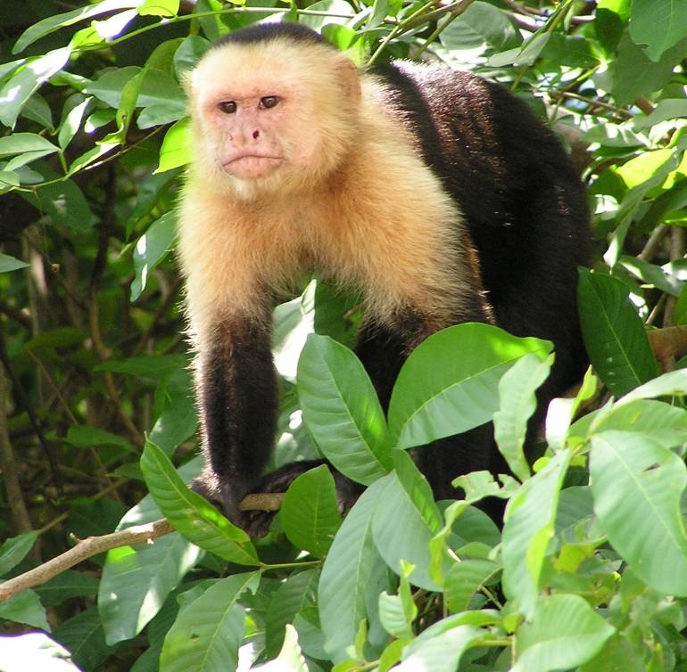 Capuchino ecuatorial