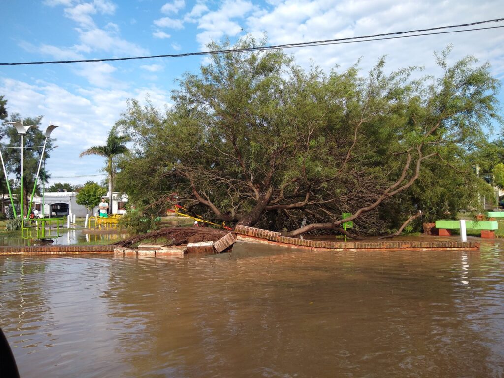 ARBOLES CAIDOS