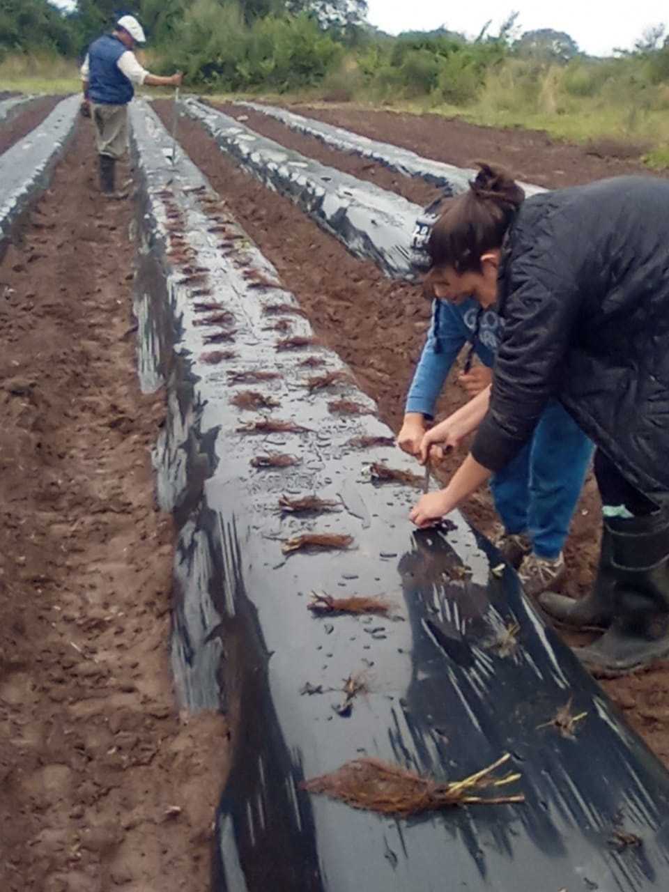 plantacion de frutilla en todo el chaco