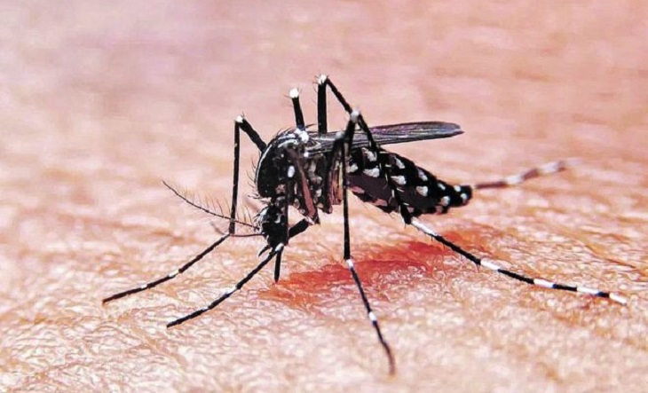 Dengue-ilustrativa-17042023-editada