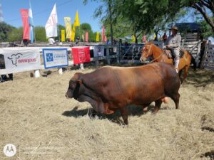 remate sociedad rural