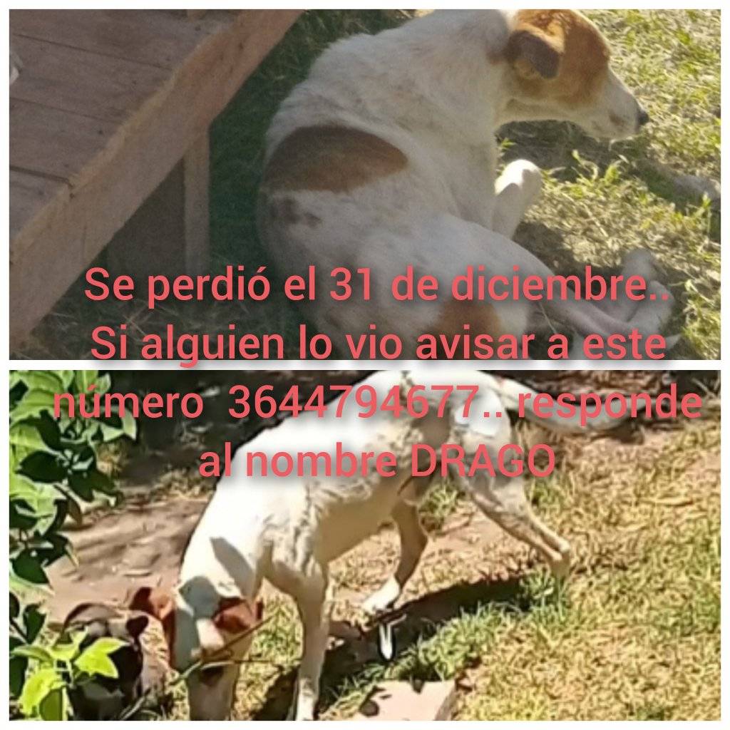 PERROS PERDIDOS12