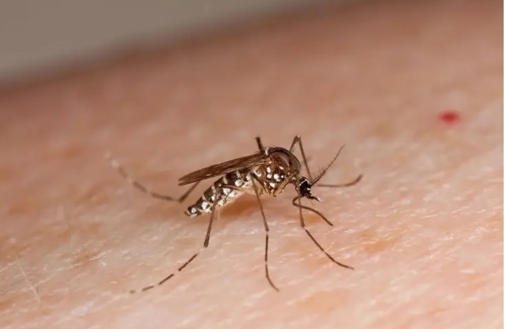 CASO DENGUE1