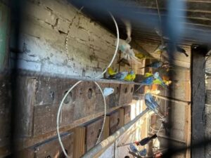 505614008_4166596043666020_1158692577313669113_n