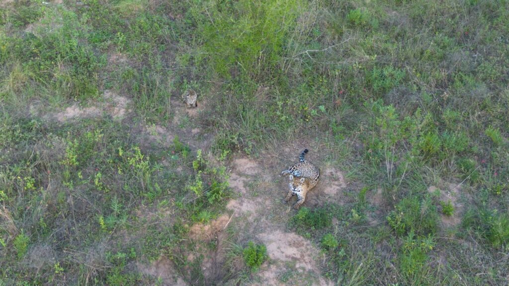 Yaguareté-Drone-Tania-y-cachorra-Quiyoc-Iberá-Septiembre-2023-Sebastián-Navajas-Fundación-Rewilding-Argentina-0501-1536x864