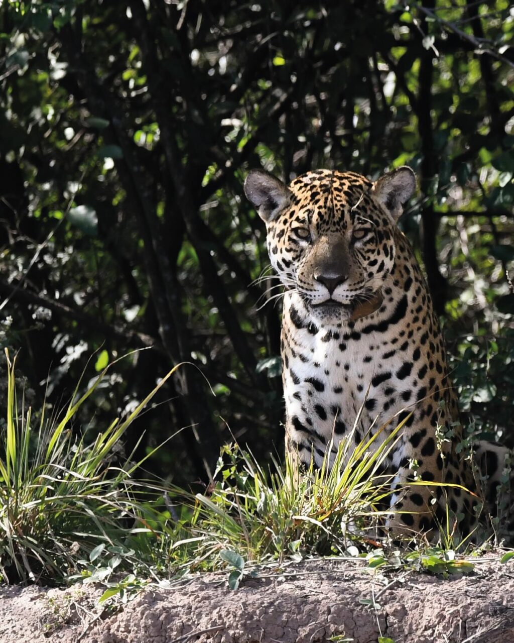 529664416_18400599160186407_7573197019759454355_n