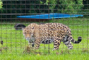 Yaguarete-ImpenetrableIbera-Oct2025