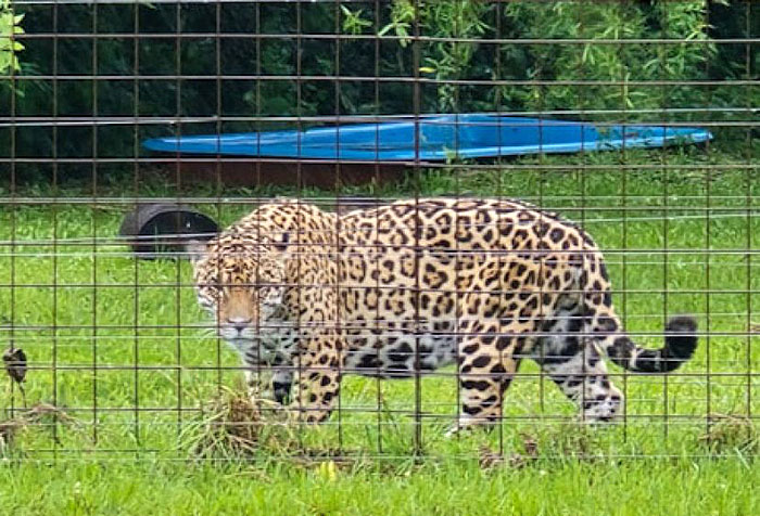 Yaguarete-ImpenetrableIbera-Oct2025