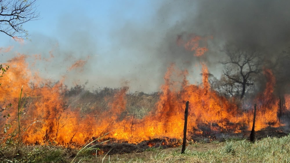 incendio-forestal-en-el-campo
