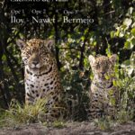 Convocan a elegir nombre para los cachorros de yaguareté nacidos en El Impenetrable