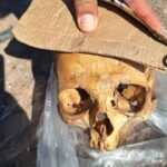 Hallan un cráneo humano en la planta de residuos de Sáenz Peña