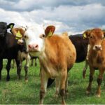 La historia de Damián Visconti: De 13 vacas prestadas a 12 millones de litros de leche