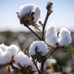 El interior se deteriora: ya hay 9 economías regionales en rojo y los precios siguen sin acompañar