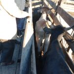 Paraje El Asustado: Interceptan un camión con 63 animales con irregularidades en sus marcas