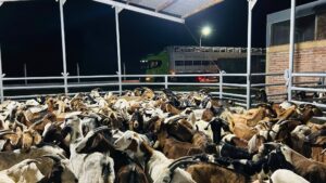 Desde el Goberno celebraron que "esta operatoria representa un nuevo paso en la consolidación de una cadena de valor que genera oportunidades para los productores caprinos de la provincia".