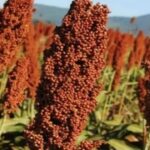 El ataque de palomas y cotorras condiciona lotes de sorgo en el Chaco