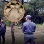 Aseguran haber visto huellas de yaguareté en zona de El Espinillo